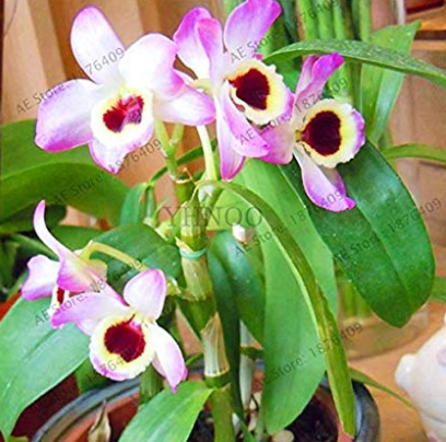 Home Bonsai Plants,100 Pcs/Pack,Dendrobium Orchid Flower Garden,Rare Veautiful,Easy to Grow