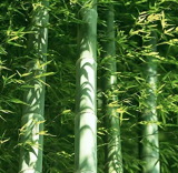 50pcs Easy Grow Fresh Giant Moso Bamboo bonsais for DIY Home Garden Plant Best Organic