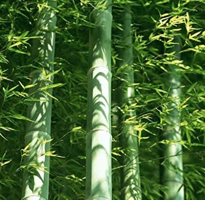 50pcs Easy Grow Fresh Giant Moso Bamboo bonsais for DIY Home Garden Plant Best Organic