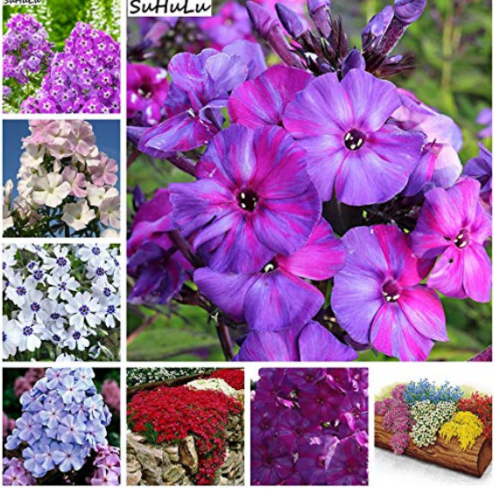 200 Pcs Phlox Flower Outdoor Bonsai Plant for Home Garden Blooming Plants, China Most Popular Flowers Climbing Plant - (Color: Mixed) 