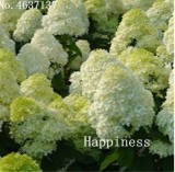50 Pcs Hydrangea Bonsai Paniculata 'Vanilla Fraise',Hydrangea Bonsai Flower,Mixed Colors, Outdoor Climbing Plant for Home