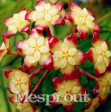 Flower Bonsai Hoya Kerrii Bonsai (December Orchid) Family Bonsai Garden Supplies 100PCS / Bag