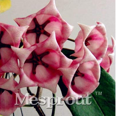 Flower Bonsai Hoya Kerrii Bonsai (December Orchid) Family Bonsai Garden Supplies 100PCS / Bag 