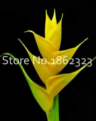 200 Pcs Rare Color Succulent Heliconia Plants DIY Home Garden Potted or Yard Flower Plant Bonsai Easy to Grow for Home Garden