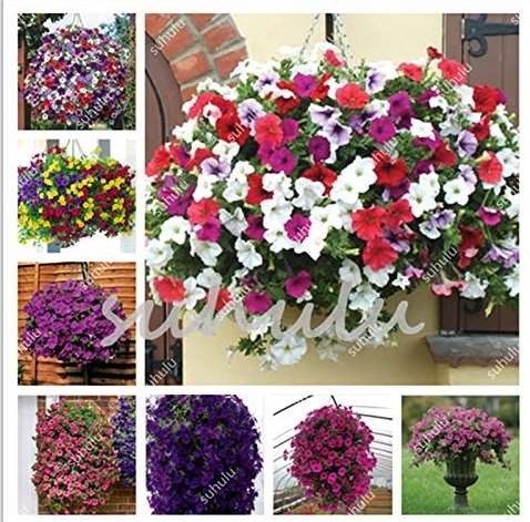 200 Pcs Many Color Hanging Petunia Bonsai, 4 Seasons Indoor Balcony Easy to Plant Flower Bonsais Suitable for Home & Garden - (Color: Mix)