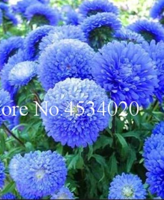 100 pcs Chinese Aster Bonsai, Strong Ability to reproduce, Bonsai Plant for Home Garden and Courtyard in Flower Pots Planters