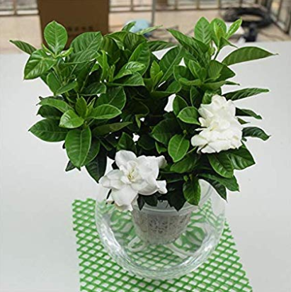 100 Pcs/Bag Rare Flower Gardenia Fragrant Indoor Office Desk Bonsai Evergreen Tree The Germination Rate 95% Fast Growing 