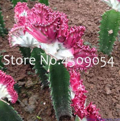 Euphorbia Lactea Seed 100Pc Perennial Succulent Its Shape is Peculiar and Beautiful with High Ornamental Value DIY Home Garden