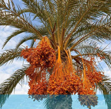 10PCS Rare Medjool Date Sweet Organic Fruit Natural Date Palm Tree Bonsai Planting for Spring Farm Supplies