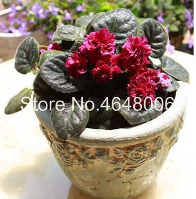 100 Pcs Mini Violet Beautiful Bonsai Flower, African Red Purple Mini Sky Blue Violet Bonsai Rare Jardin Herb Indoor Houseplants