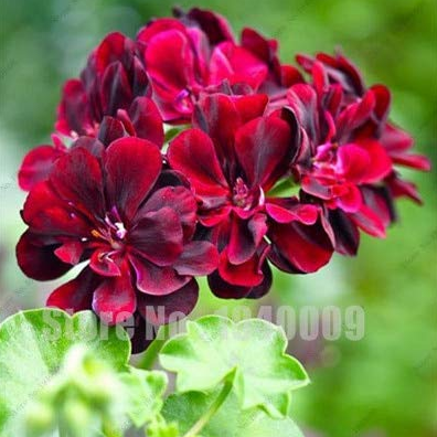 New Arrival 100 Pcs Rare Color Geranium Plant,Perennial Flowers Garden Seed Flower, Easy Growth Indoor Seed Home Garden