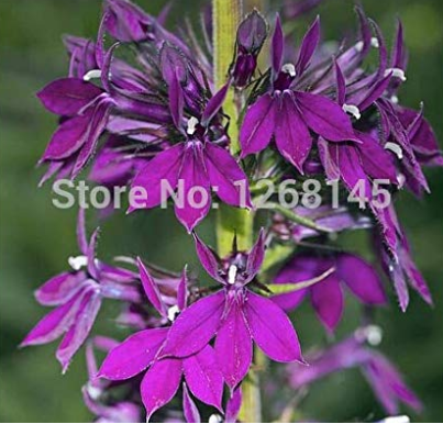 500pcs Purple Flower Lobelia vedrariensis Bonsai - DIY Home Garden