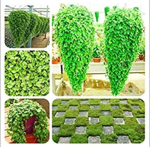 Dichondra Bonsai Emerald Falls Multi Leafed Grass Bonsai Green Perennial Plant Dichondra Repens Bonsai Potted Plants 100 Pcs/Bag