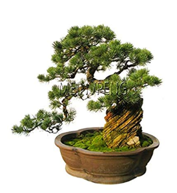 Black Pine Tree Bonsai Potted Landscape Japanese Five Needle Pine Bonsai Miniascape Pinus Thun,50garden