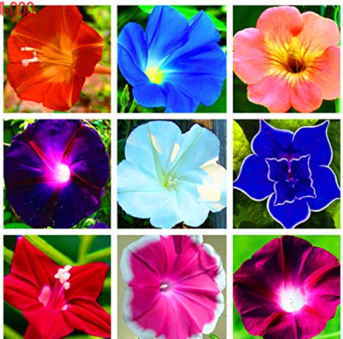 100PCS/PACK Morning Glory Flower Flores, Perennial Garden Flowers,Easy to Grow,Bonsai Plant for Home Garden and Courtyard - (Color: Mix)