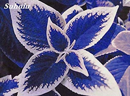 100Pcs Coleus Bonsai Rare Coleus Blumei Rainbow Mix Color Flower Bonsai for Home Garden Indoor Bonsai Plant Coleus Boleus Tohum