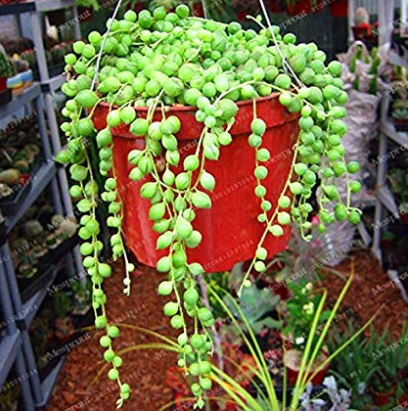 Gardem Beads Senecio Rowleyanus Bonsai Pearl Chlorophytum Succulent Plants Bonsai Potted Plants Anti Radiation 100 Particles