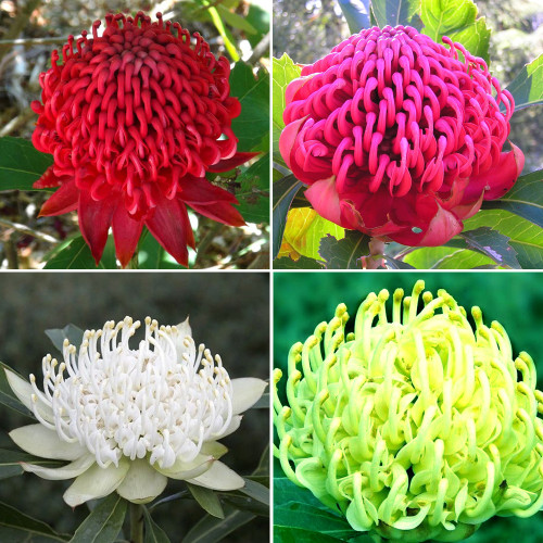 2PCS TELOPEA SPECIOSISSIMA New South Wales Waratah Flower Seeds 