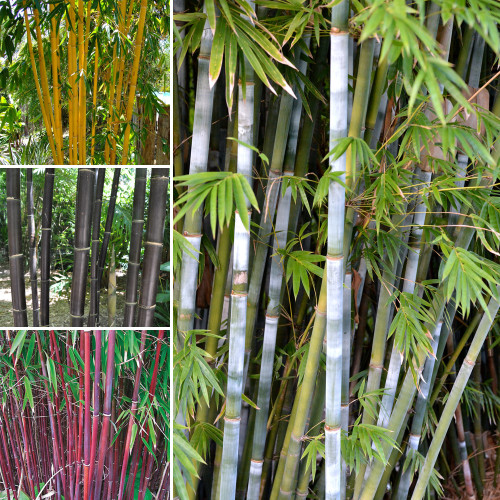 20PCS Mixed Bambaoo Seeds Moso Bamboo Timor Black Bamboo Umbrella Bamboo Plants Evergreen 