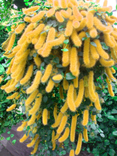 100PCS Trailing Chenille Plant Seeds Yellow Color Hybrid Perennial Bonsai Hanging Flowers Acalypha Hispida 