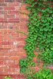 50PCS Green Boston Ivy Seeds Evergreen Climbing Plants