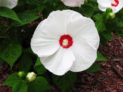 50PCS White Hibiscus Flowers Seeds Perennial Plants
