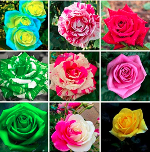 200PCS Mixed 9 Kinds of Rare Rose Flower Together Beautiful Bonsai Rose Tree and Climing Rose Flower for Outdoor Home Garden