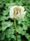 500PCS Trifolium repens Seeds White Clover Hokkaido