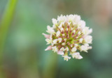 500PCS Trifolium repens Seeds White Clover Hokkaido