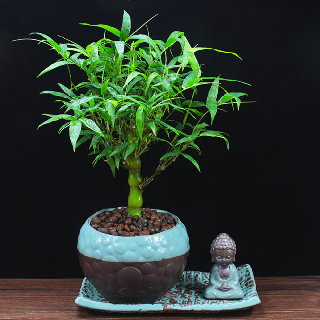 100PCS Buddha Bamboo Seeds Bonsai Ornamental Plants