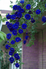 50PCS Blue Climbing Rose Seeds
