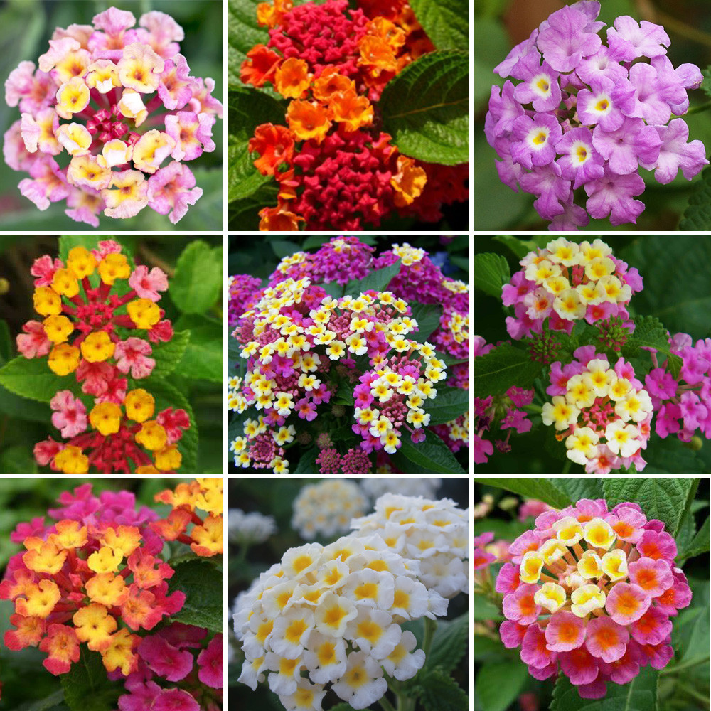 US 1.45 20PCS Lantana Mixed Seeds