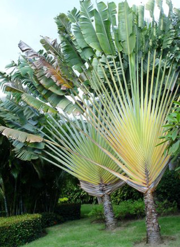 10PCS Ravenala madagascariensis Seeds 100% Real Travellers Palm