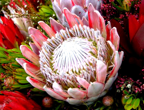 2PCS Protea Cynaroides Seeds Water Pink Flowers