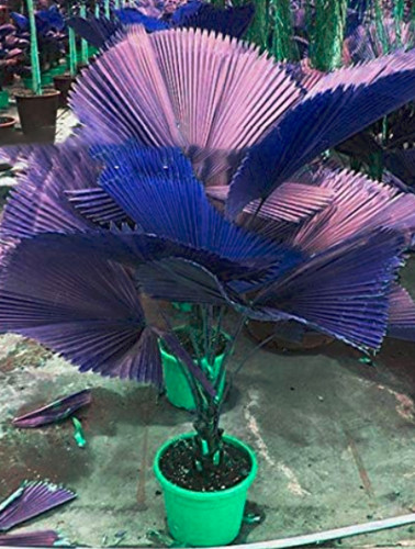 100PCS Purple Travelers Palm Flores Seeds