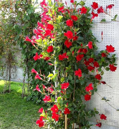 100PCS Mandevilla Sanderi Seeds Red Flowers