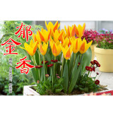 10PCS Imported Hydro Tulip Bulbs Fresh Garden Bulbs All Season Planting Available