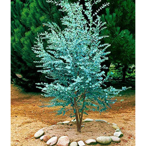 Seed Blue Eucalyptus Mini Tree Exotic Shrub Flower Pots Planters Tropical Ornaments Plants 100 Pcs Courtyard Planting
