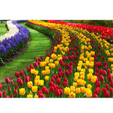 10PCS Imported Hydro Tulip Bulbs Fresh Garden Bulbs All Season Planting Available