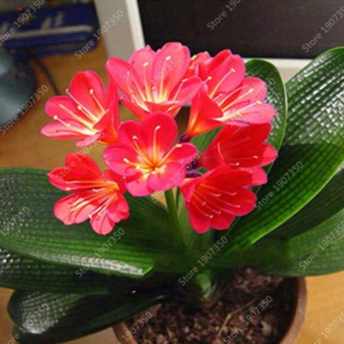 100 Pcs Gorgeous Clivia Bonsai (Kaffir Lily),Rare Bonsai Flower Plant,Indoor Plant Clivia Miniata Flower Flores for Home Garden