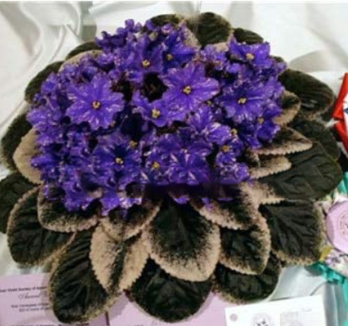 100 Pcs Mini Violet Beautiful Bonsai Flower, African Red Purple Mini Sky Blue Violet Bonsai Rare Jardin Herb Indoor Houseplant