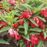 Heirloom 100 Pcs Garden Dwarf Balsam Pretty Double Impatiens Flower Novelty Bonsai Plant Easy to Grow Rare Variety Ornaments