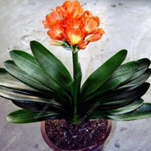 100 Pcs Gorgeous Clivia Bonsai (Kaffir Lily),Rare Bonsai Flower Plant,Indoor Plant Clivia Miniata Flower Flores for Home Garden