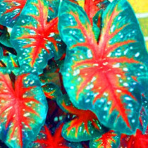 150 Pcs Multiple Colour Thailand Caladium Bonsai of Perennial Rainbow Flower Garden Potted Plant Caladium DIY Home Garden Plant