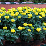 50pcs/lot Bright Yellow Potted Marigold Seeds