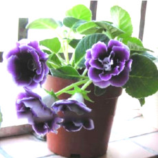 Imported Gloxinia Plant 200 Pcs Perennial Sinningia Gloxinia Home Garden Pot Easy to Grow Rare Bonsai Flower Potted