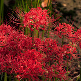 10PCS/lot Lycoris Species of Fresh Bulbs Garden Plants Potted Bonsai Hot Red Bana Bulbs 