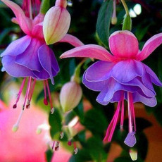 Red Fuchsia Bonsai Potted Flower Garden Potted Plants Hanging Fuchsia Flowers 50 Pcs/Lot