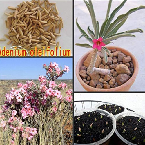 100PCS Fresh Real Adenium oleifolium - Adenium Obesum semillas - Bonsai Desert Rose Flower Plant Sementes