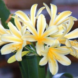 20PCS Clivia Seeds Colorful Garden Perennial Flowers